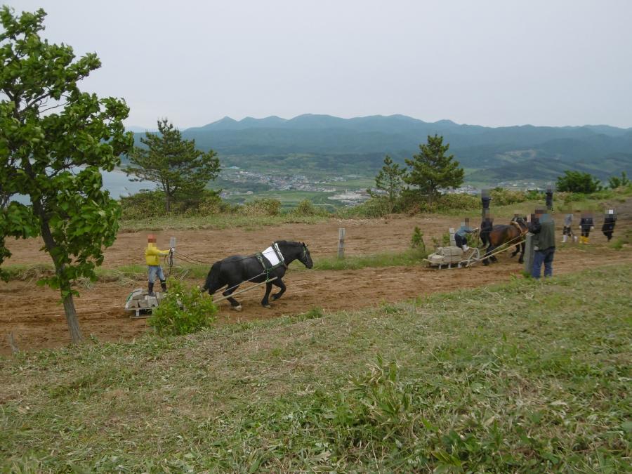 昭和の雰囲気漂う、ばん馬レース