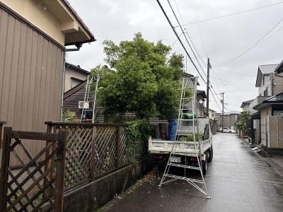 庭木剪定作業を♪