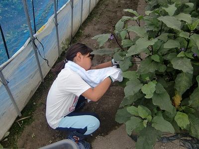 野菜収穫体験