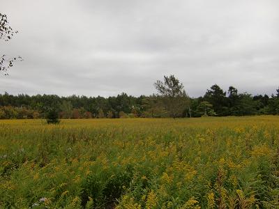 野幌森林公園とモエレ沼公園 