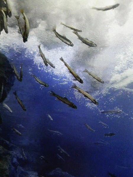 山の水族館