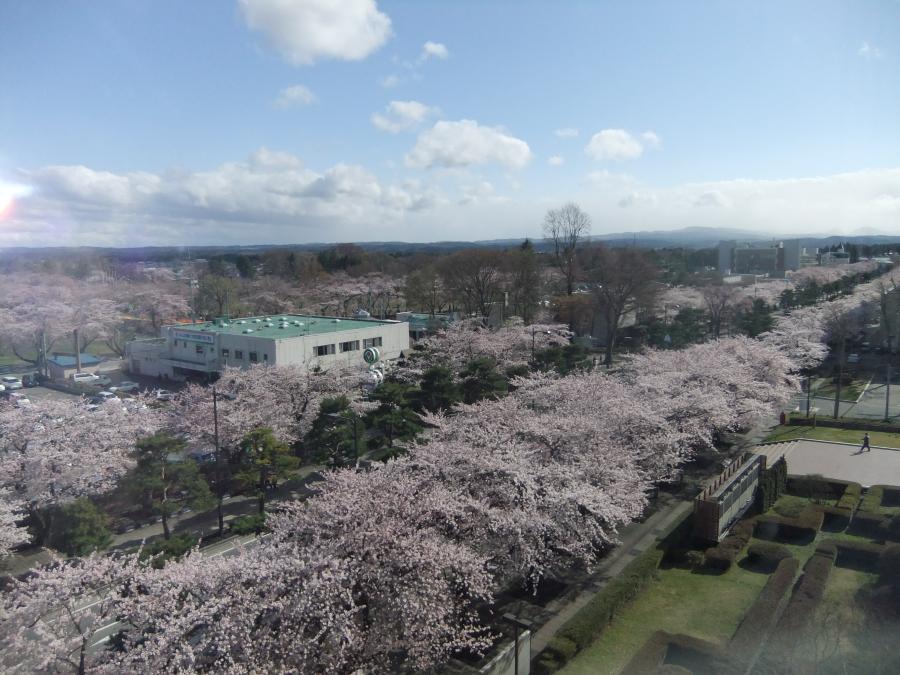 桜の花が咲きました。