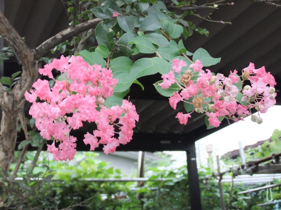 さるすべり(百日紅）の花