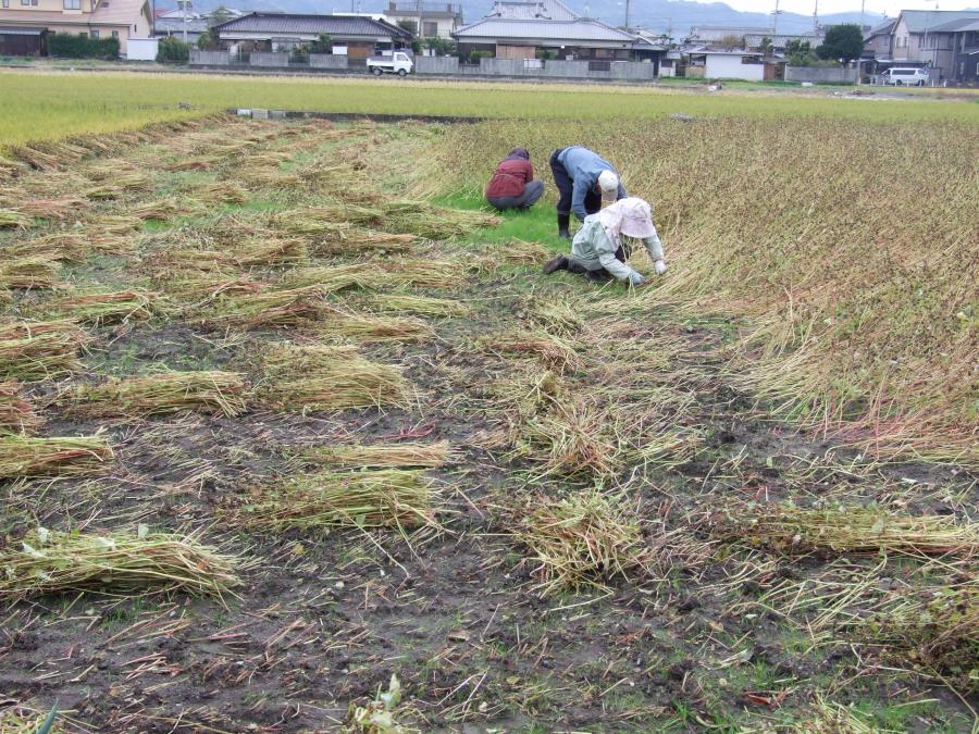 ついに蕎麦を刈る