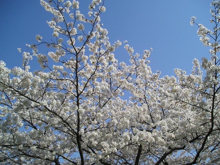 完成見学会のお知らせ♪