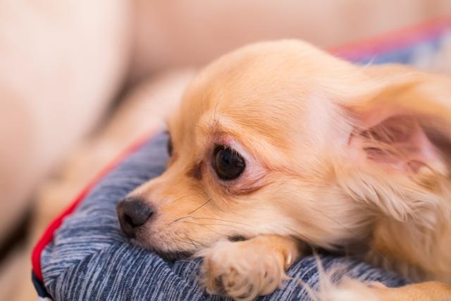 ワンちゃんとの家づくり 入門編