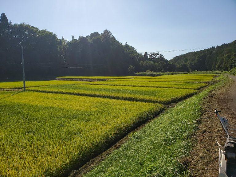 今日は「稲刈りの時期が近づいてきましたね。」についてのお話です。