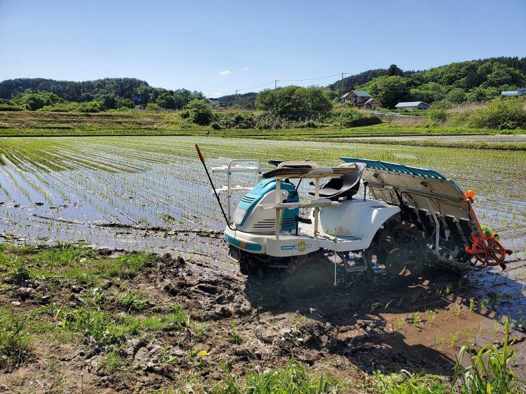 今日は「先日に今年の田植えが完了しました！」 についてのお話です。