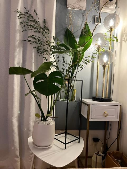 観葉植物