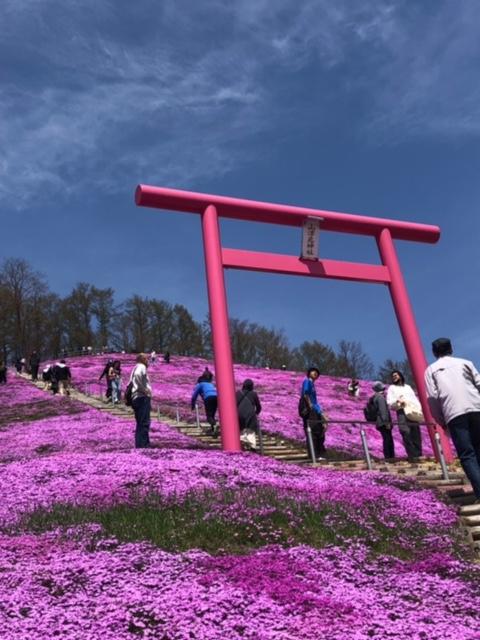 芝桜