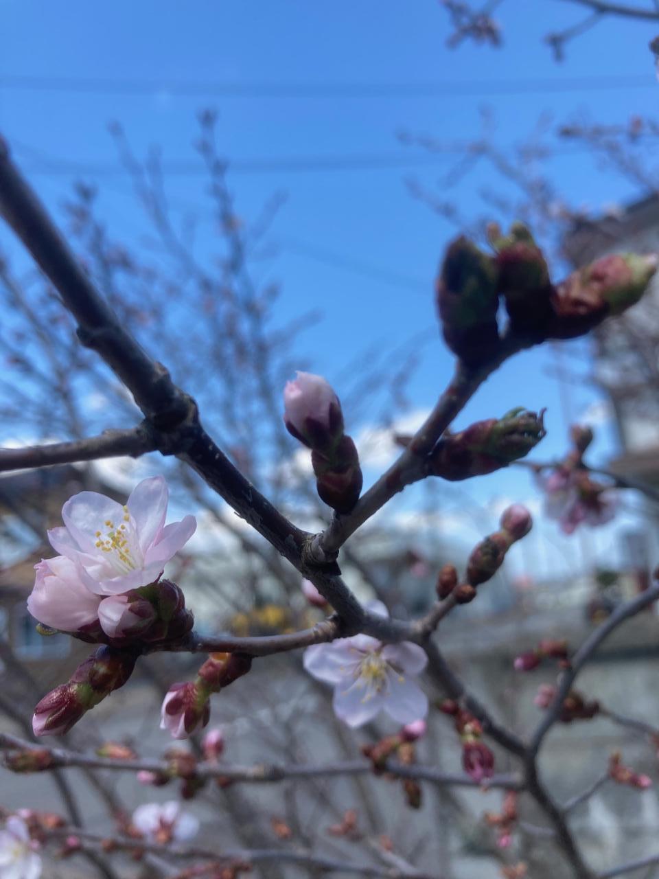 サクラの花が咲きました