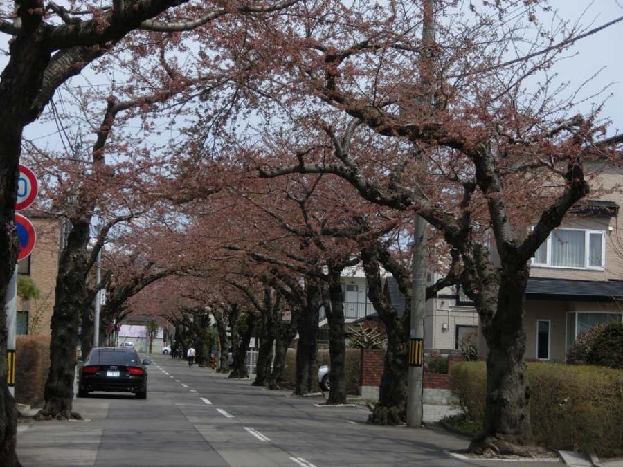 桜が咲いた！