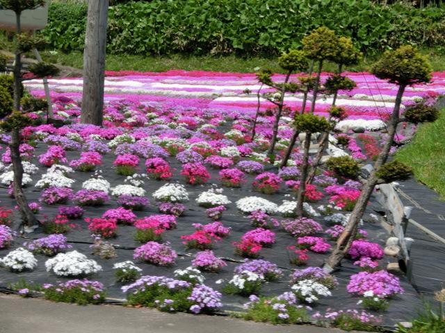 芝桜が満開