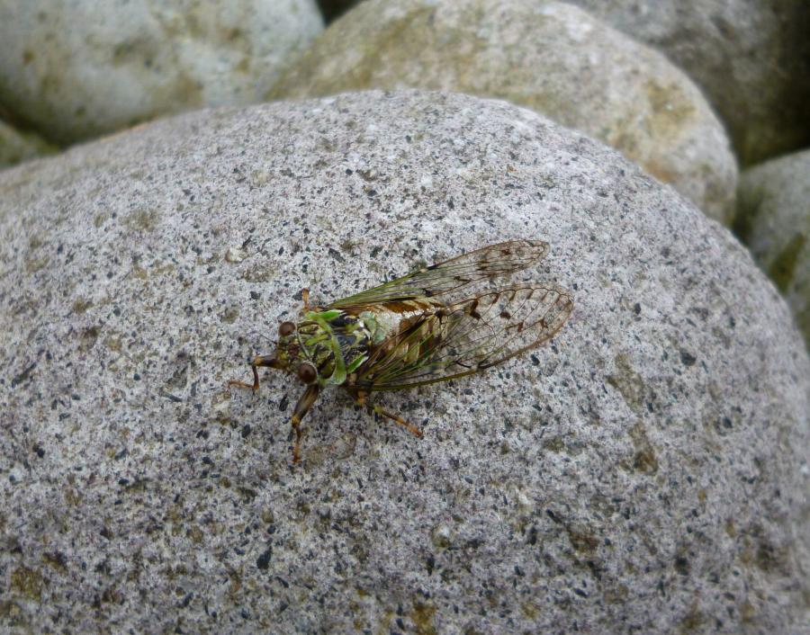 卵→幼虫→成虫　不完全変態する虫