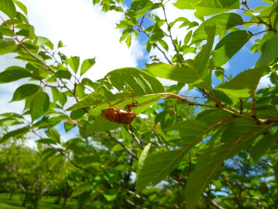 夏の風物詩