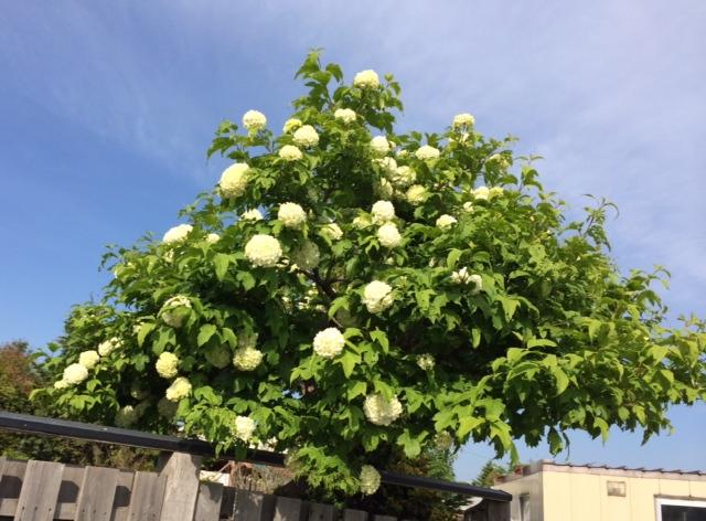 大てまり花