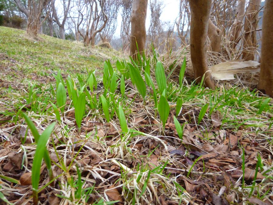 山菜の王様