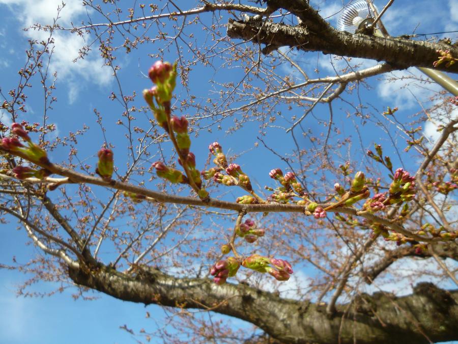 桜前線、北海道に到達!!