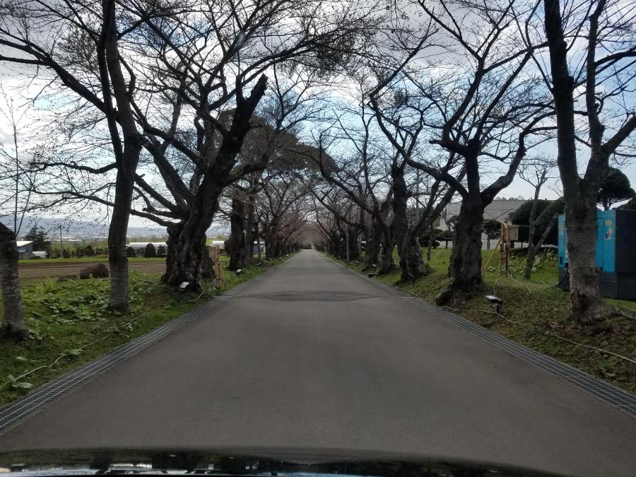 桜並木のトンネル