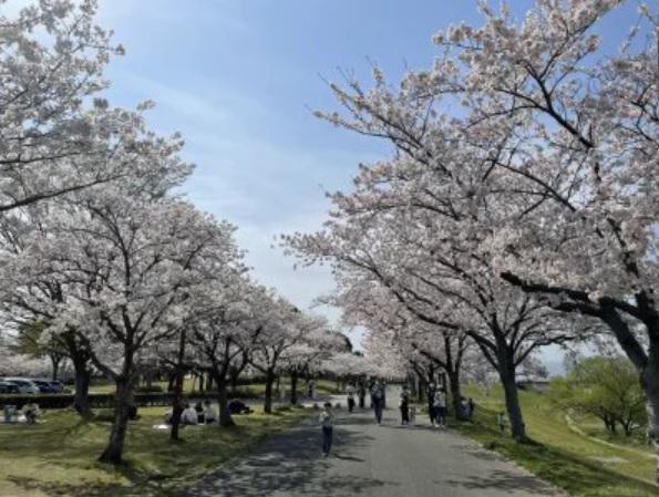 桜 〔エアロジック：スタッフブログ〕