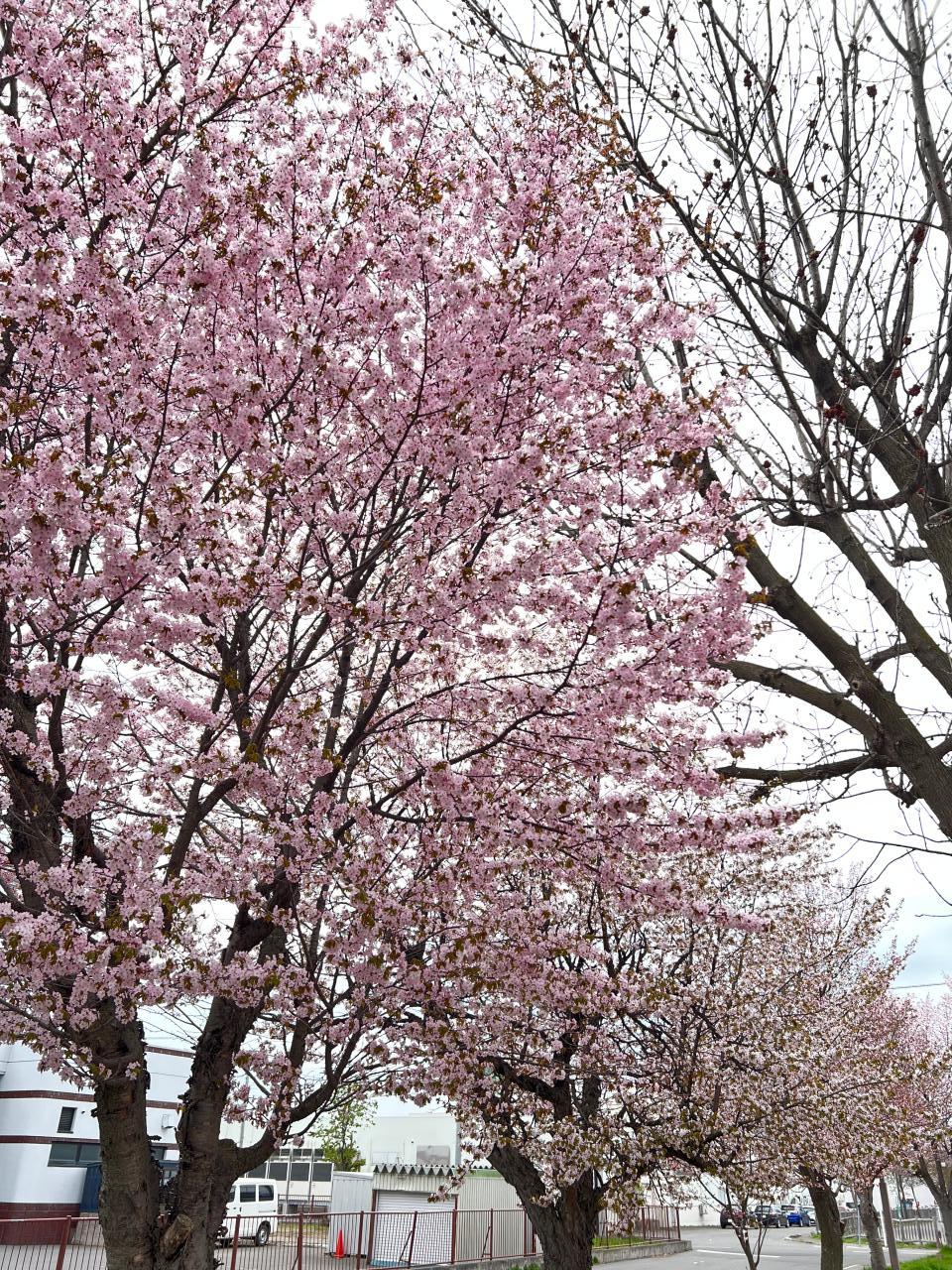 【沼田町】【深川市】桜の季節
